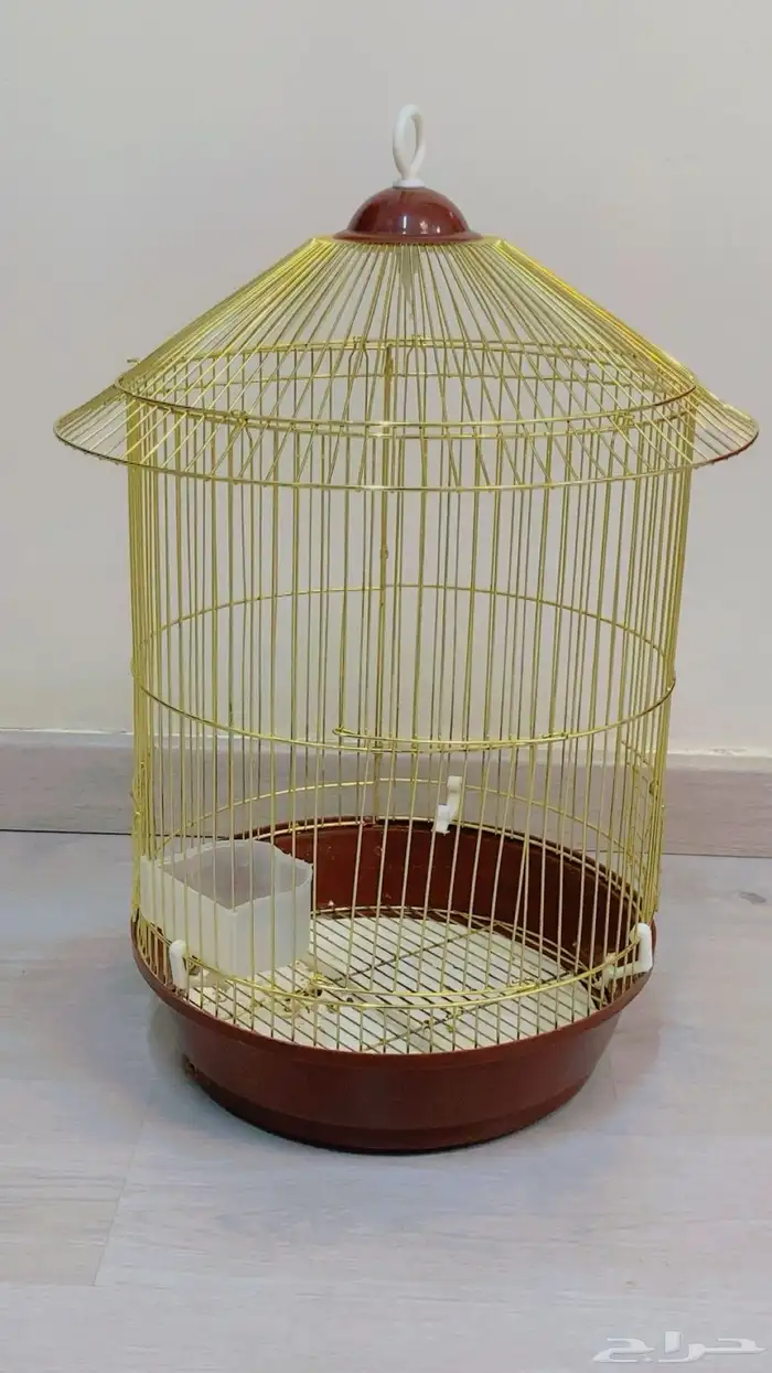 روز اليف 1