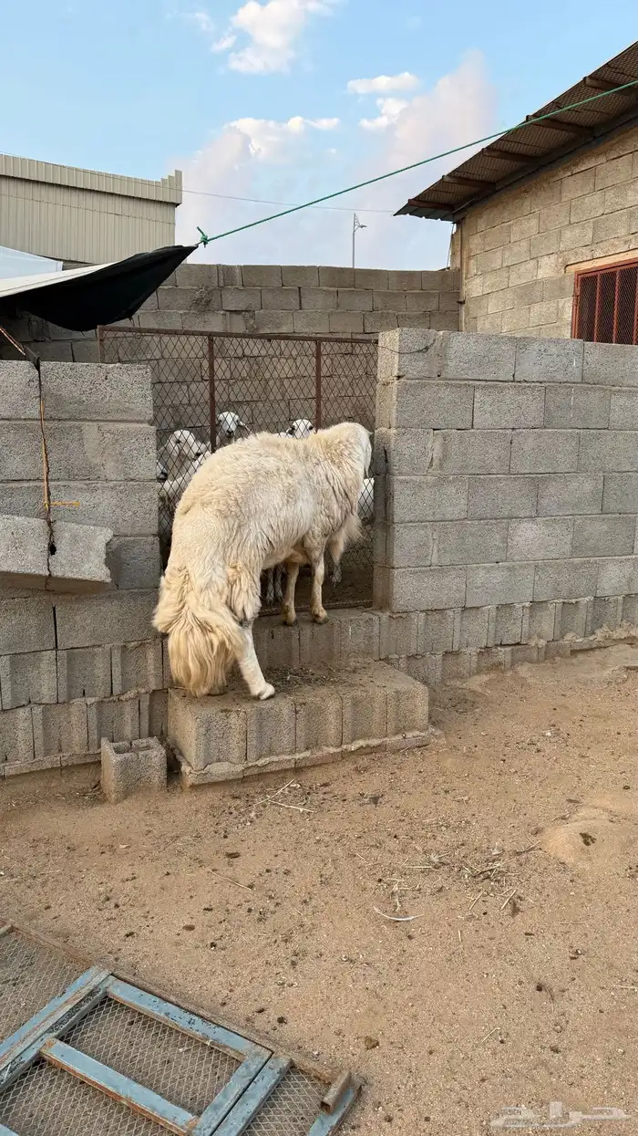 خروف فحل صنف للبيع 1