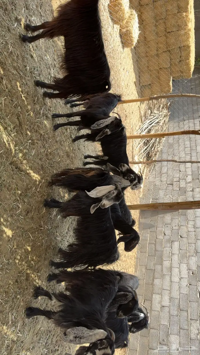 معزى بفحلها 9