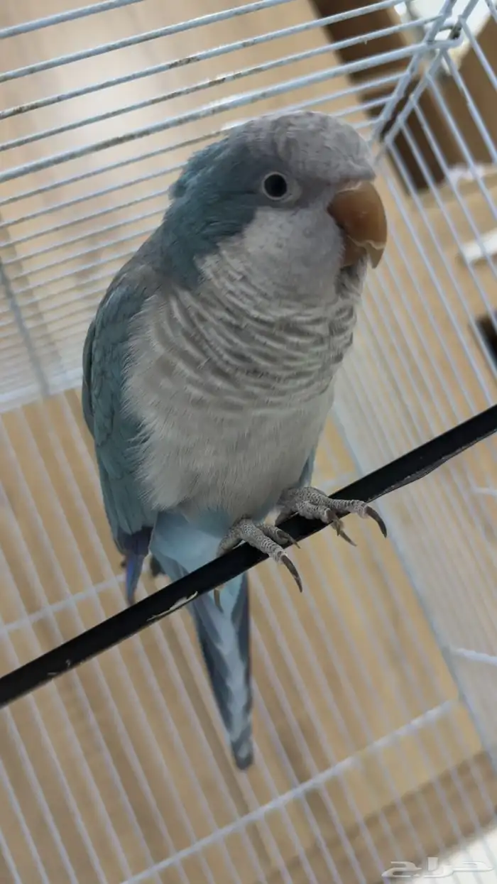 كويكر ازرق اليف ( تم البيع خارج حراج الله يبارك له ) 0