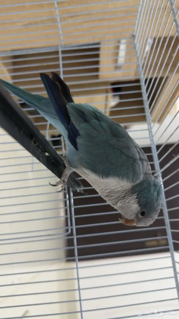 كويكر ازرق اليف ( تم البيع خارج حراج الله يبارك له ) 2