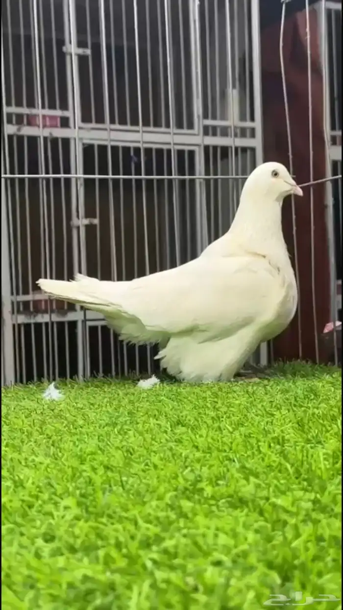 ذكر فرش لون لمن 0