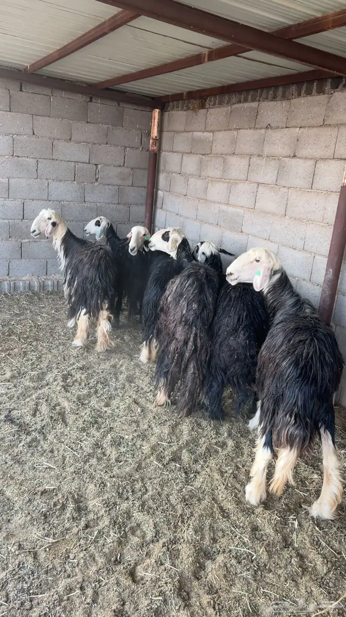 عرضين حريات ونجد 2