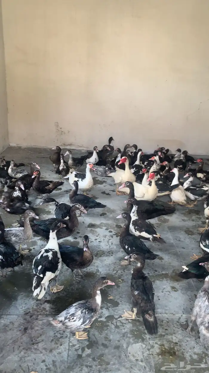 بط بلدي سوداني 0