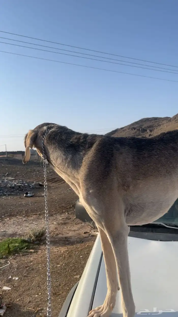 سلوقي للبيع شرط 1