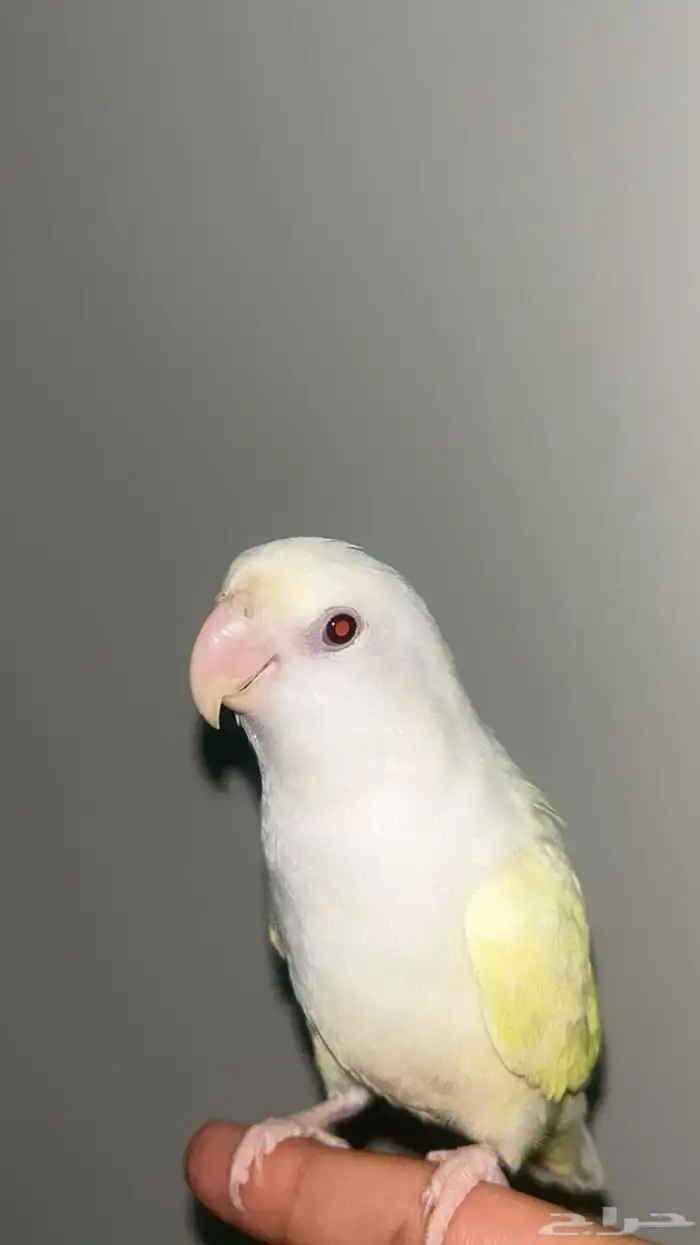 روز أليف 1