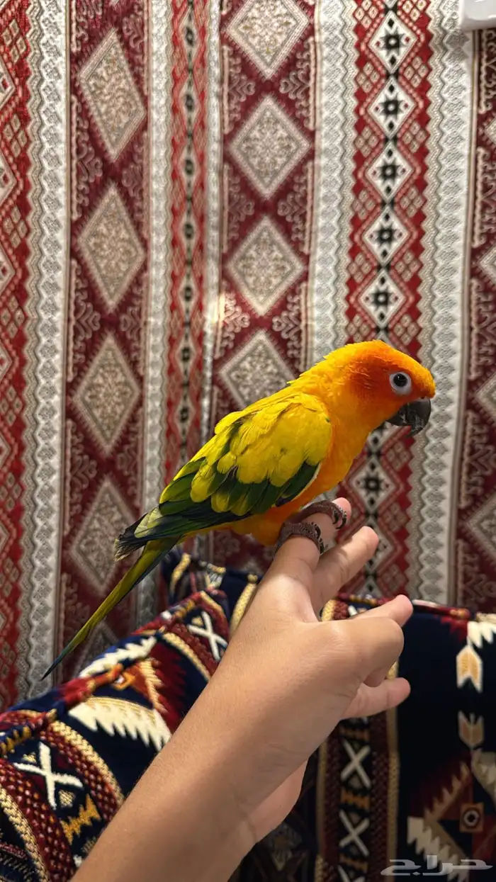 صن كنيور 0