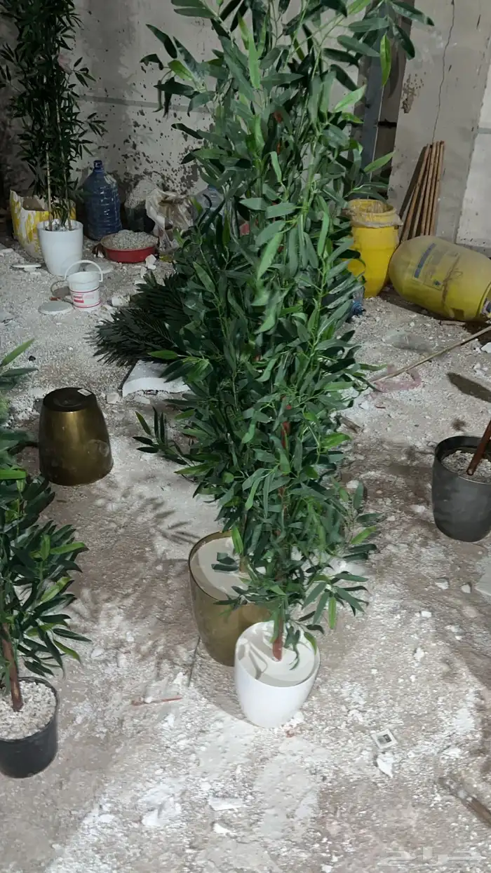 اشجار 0