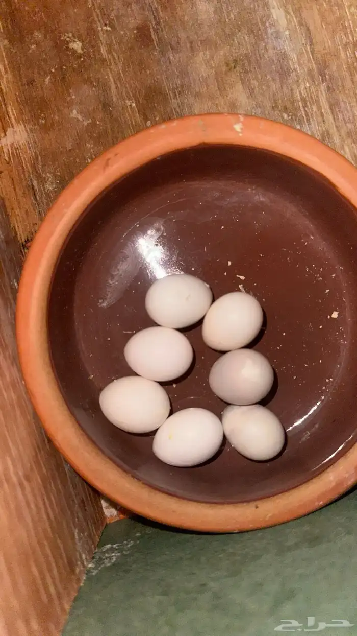 زوج كروان منتج تحته 7 بيضات سبق له الانتاج 3