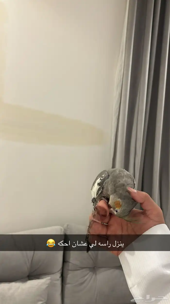 كوكتيل ضايع مني 3