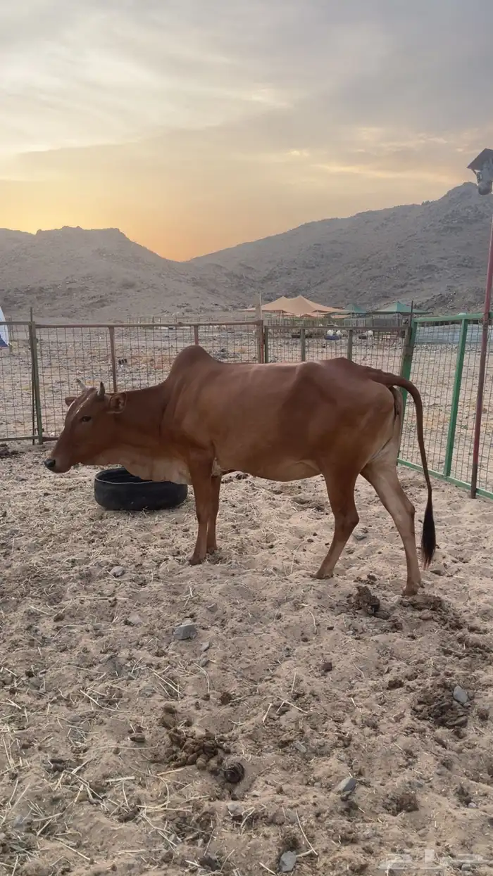 بقرة بلدي للبيع 1