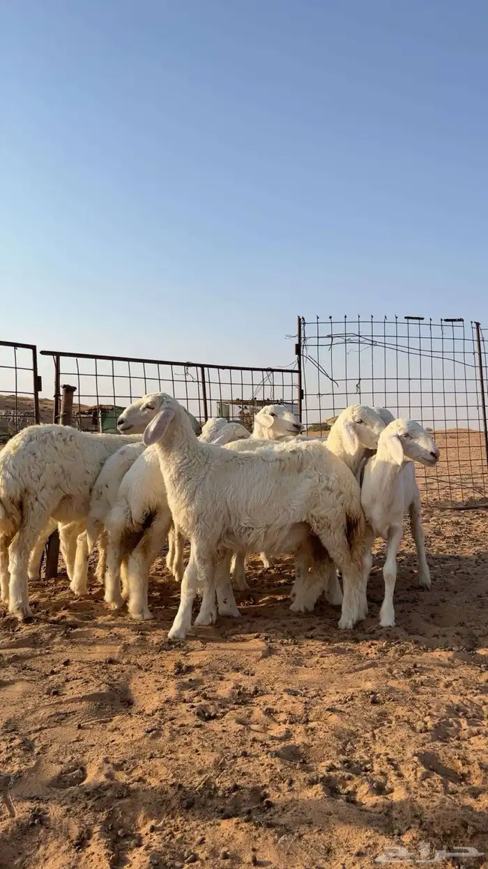 بهم حري شعره وانضاف وطيبات 3