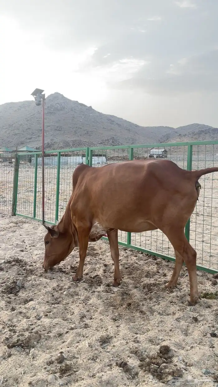 بقرة بلدي للبيع 3