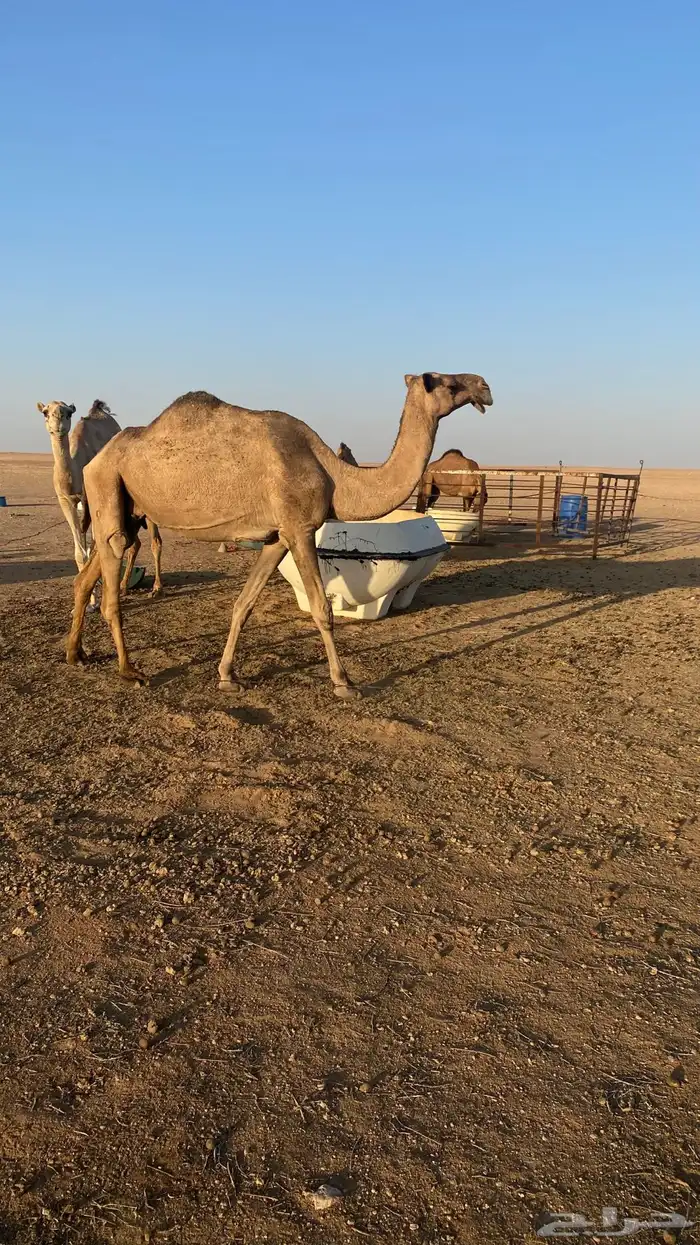 لقحه صفراء 0