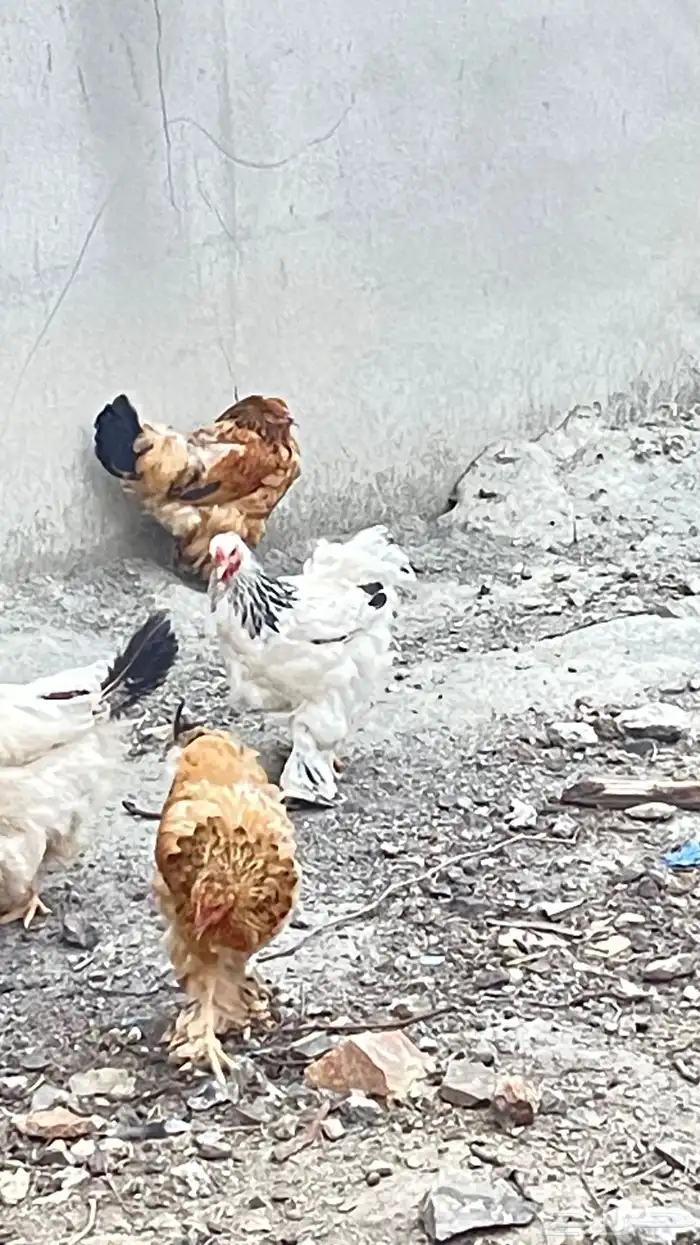 دجاج براهما بيور دم صافي عدد 2 ديك 11 دجاجه 0