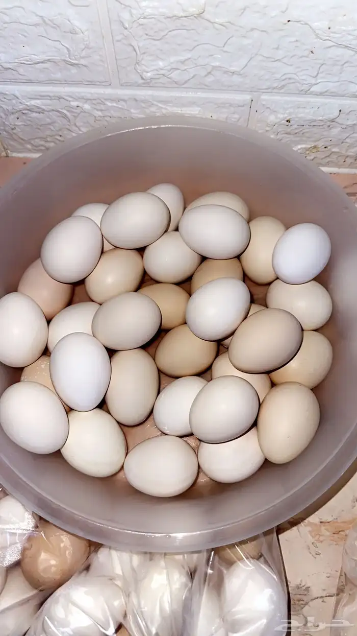 بيض بلدي الطبق 25 0