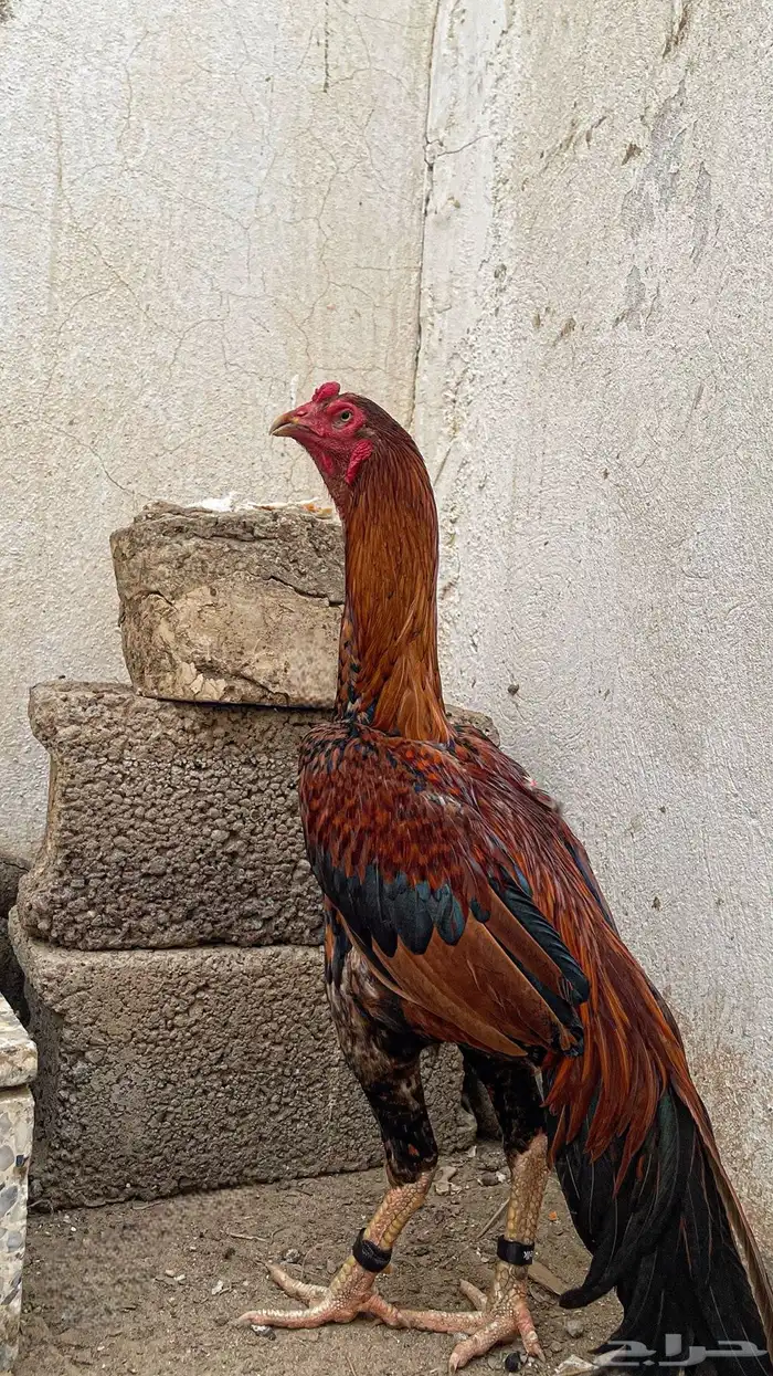ديك باكستاني 2
