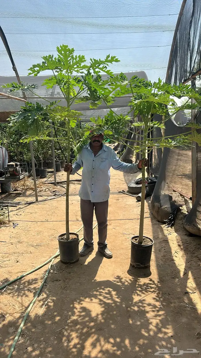 بنسيانا احجام كبيرة  ياسمين هندي  جوافة تايلندي  وسدر  وتين 3