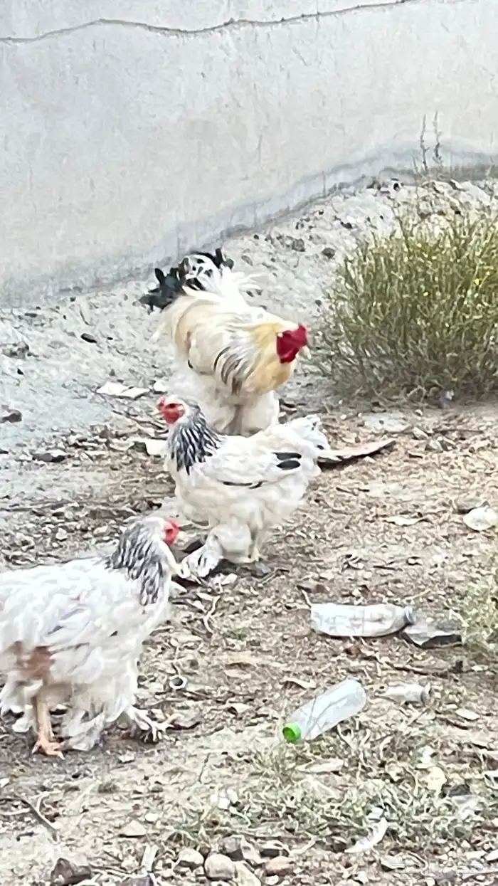 دجاج براهما بيور دم صافي عدد 2 ديك 11 دجاجه 2