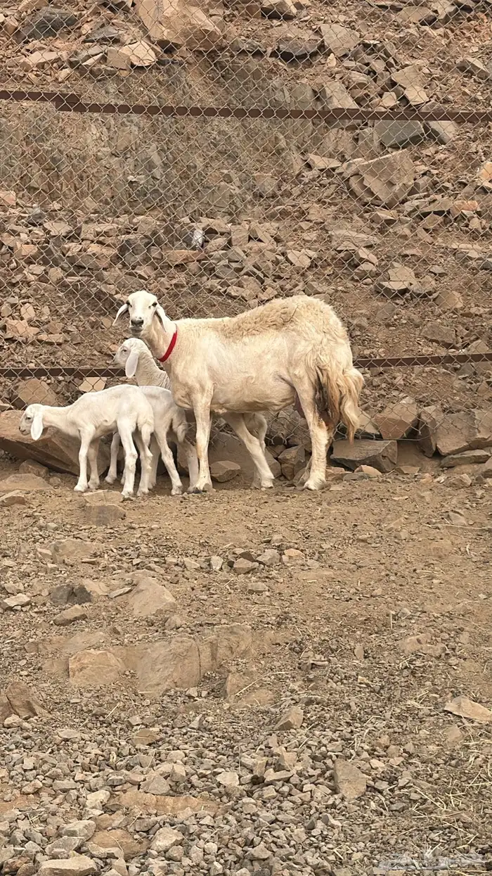 2 نعاج صنف خلفات ب 3 رخال 0
