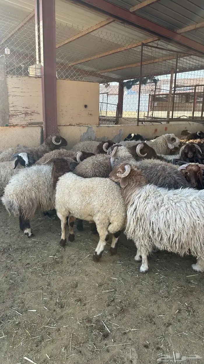 ذبايح طيبه نعيم 1