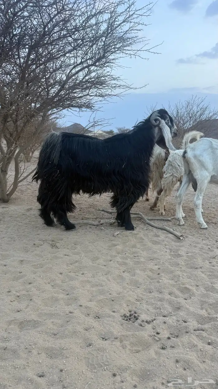 تيس فحل عارضي 3