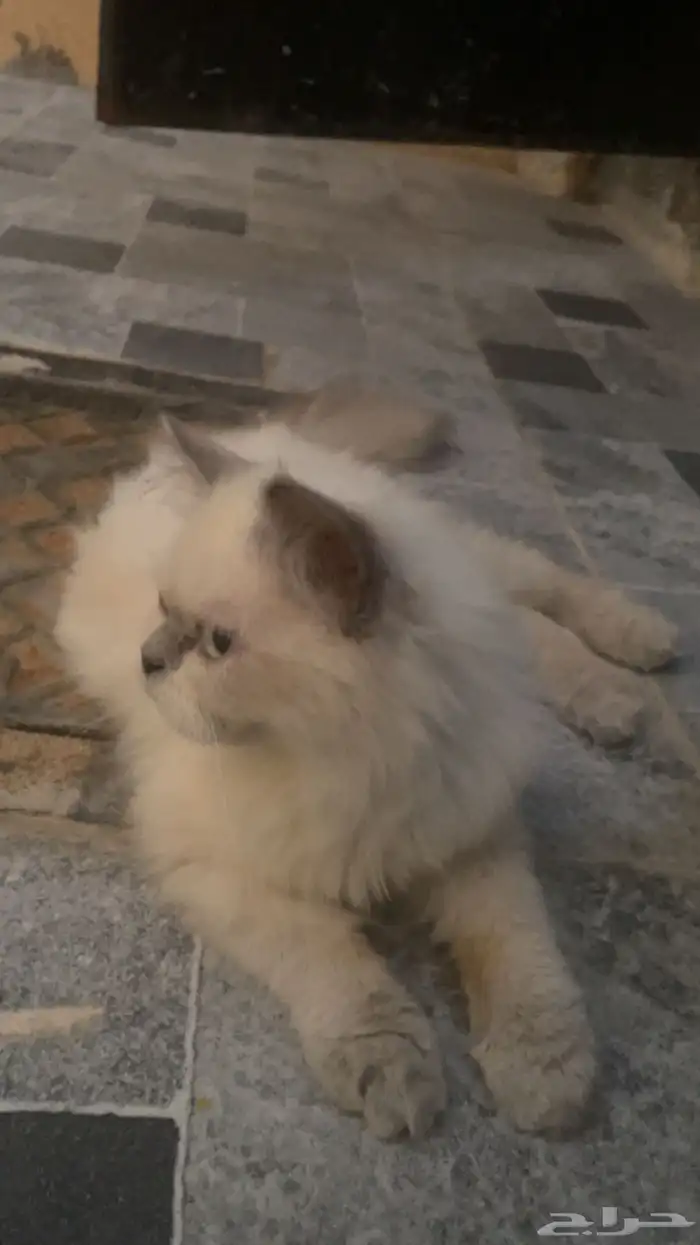 قط هملايا 0