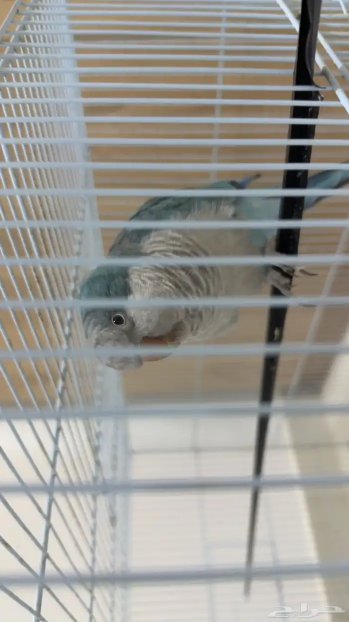 كويكر ازرق اليف ( تم البيع خارج حراج الله يبارك له ) 1