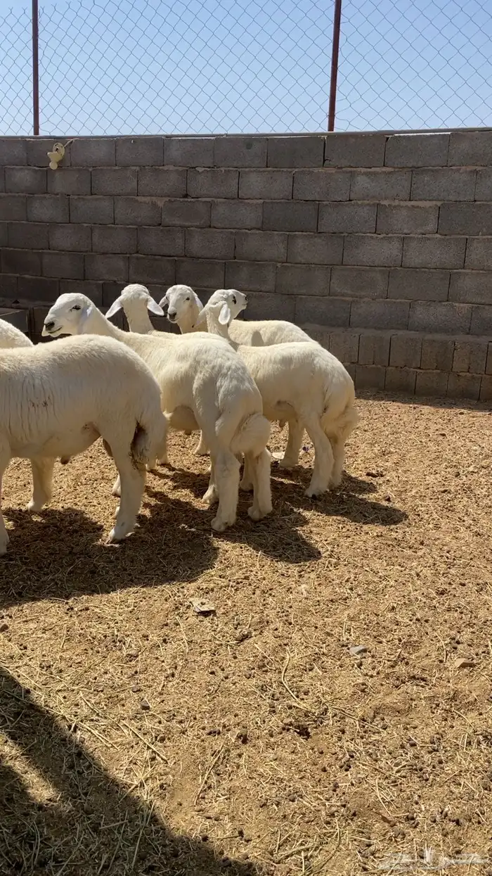 ذبايح حري طليان بهم 5