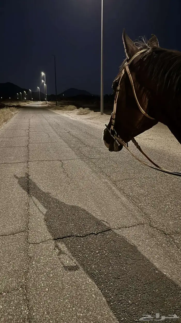 خيل للبيع قابل للبدل  خيل شعبي 8