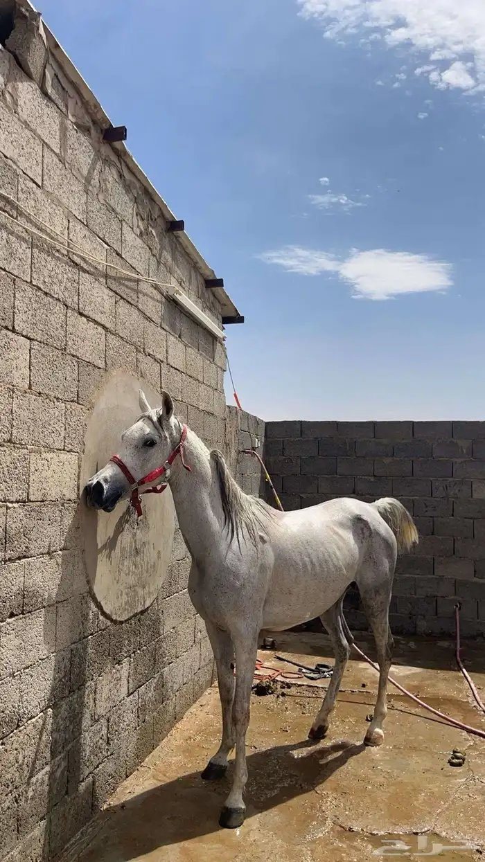 فرس شعبيه 3