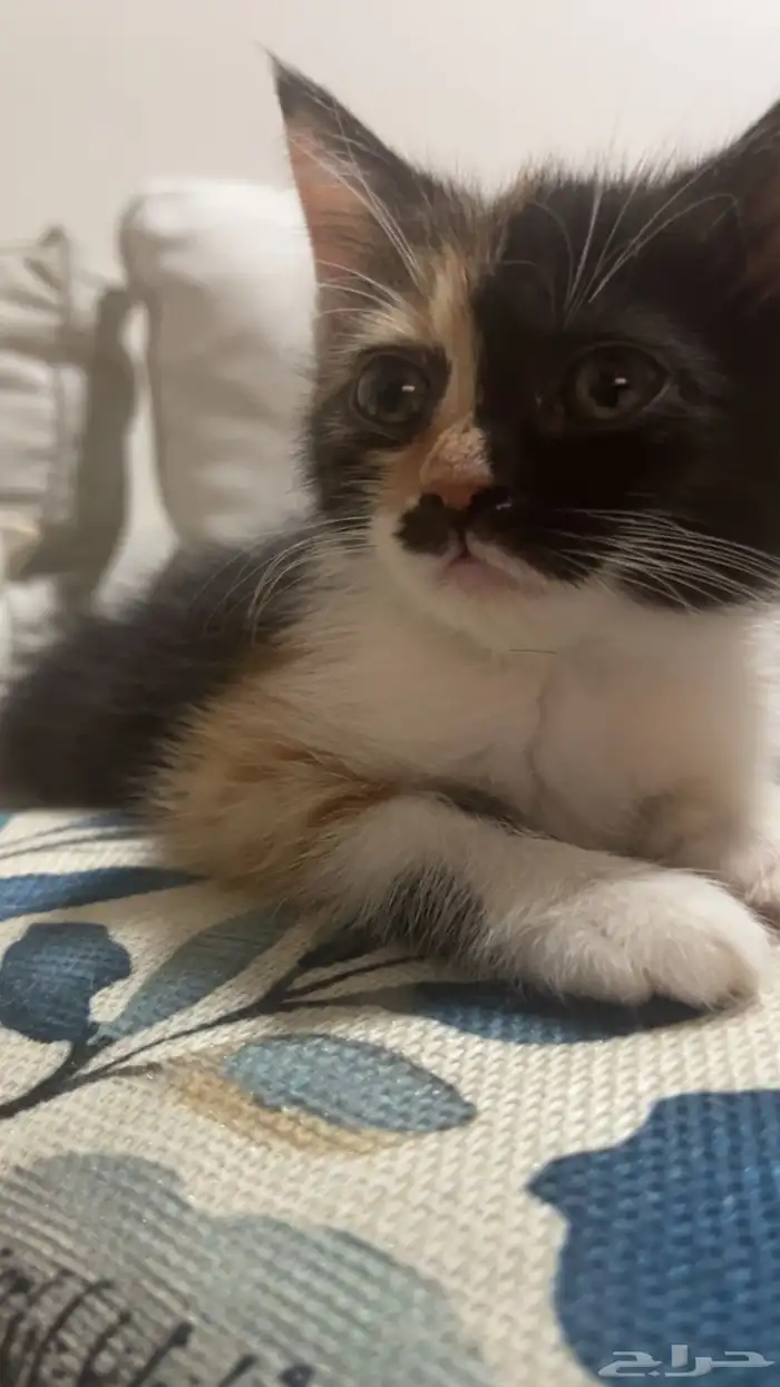 قطط شيرازيه هجين العمر تقريبا  3 شهور وبصحة جيدة ذكر وأنثى 1