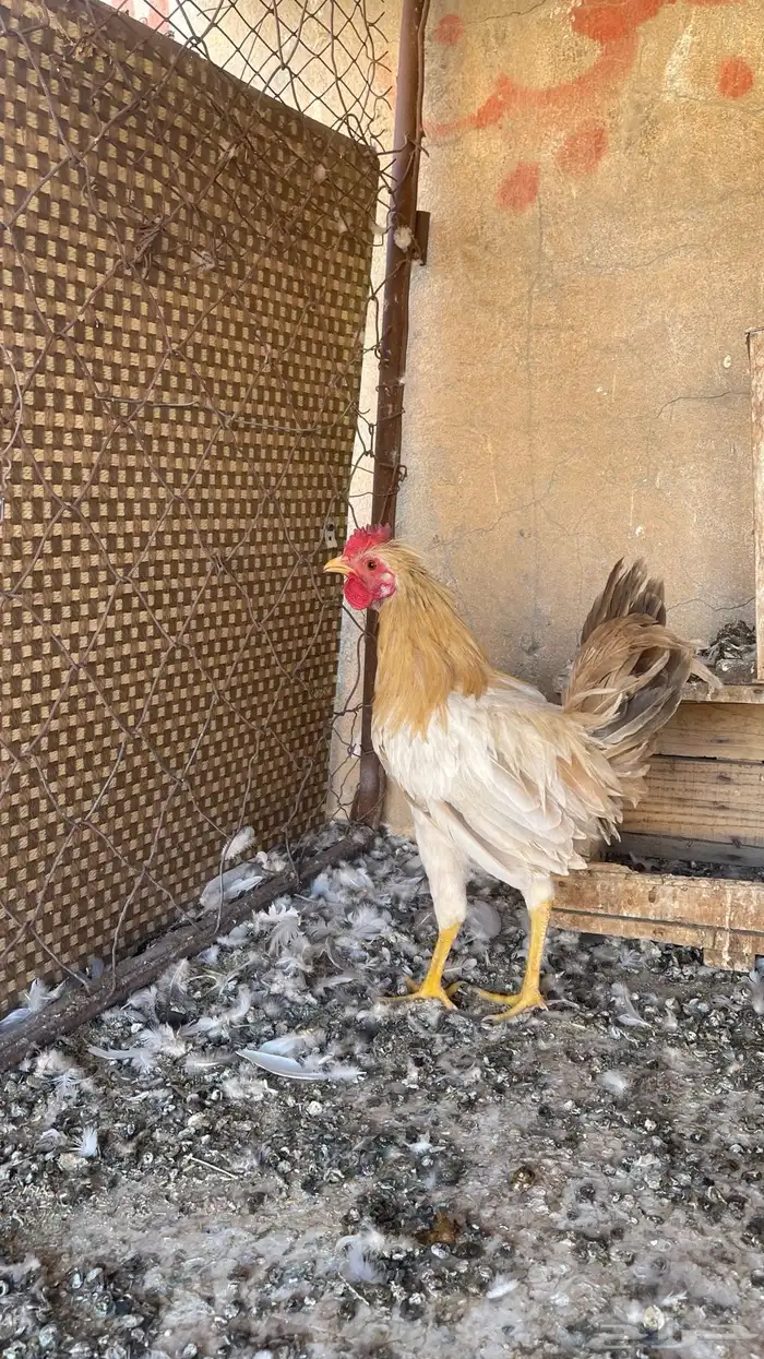 دجاج عربي اصيل 1