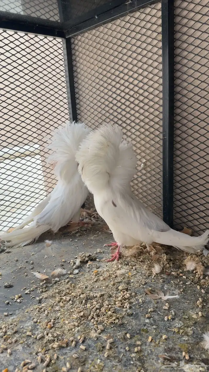 حمام جاكوبين 2