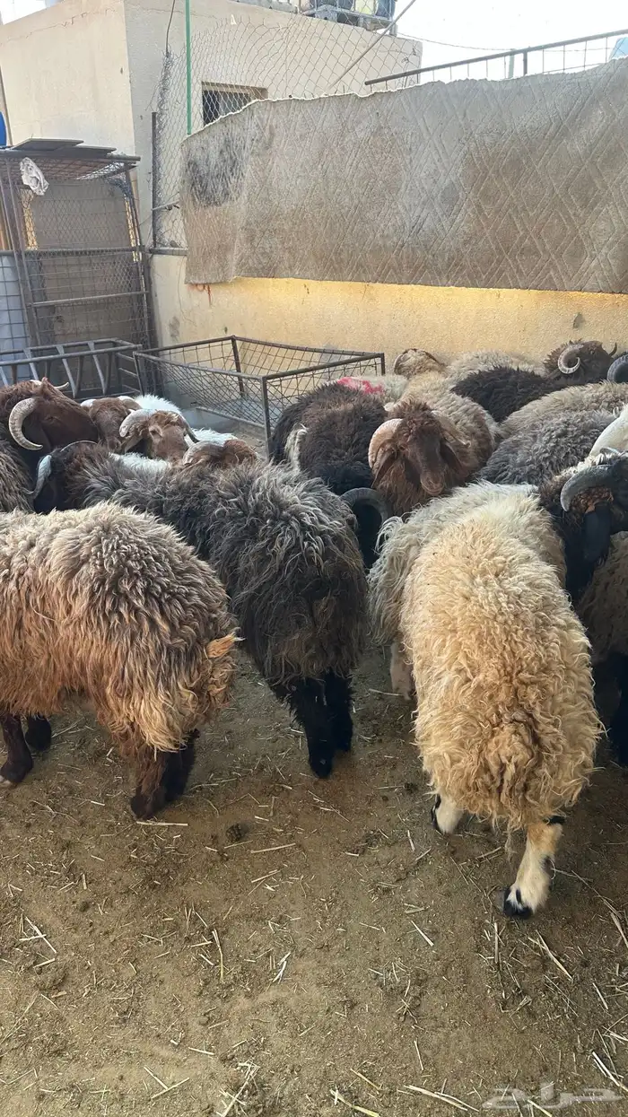 ذبايح طيبه نعيم 0