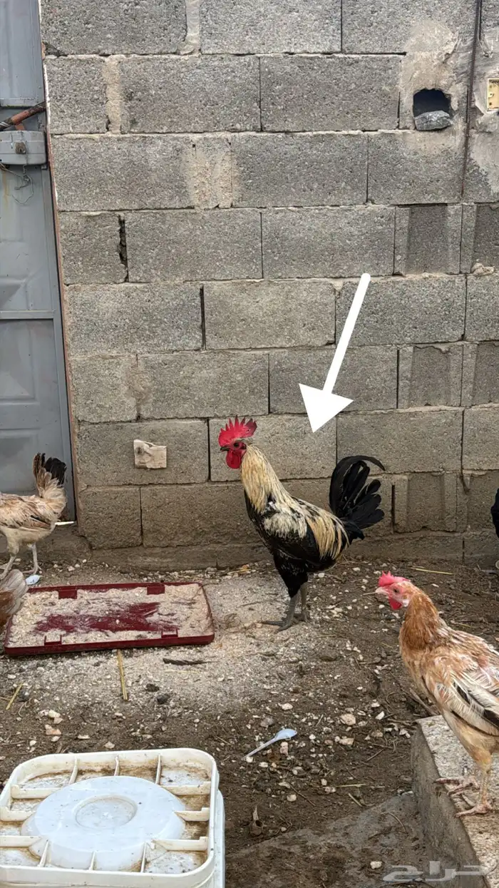 ديوك بلدي 1