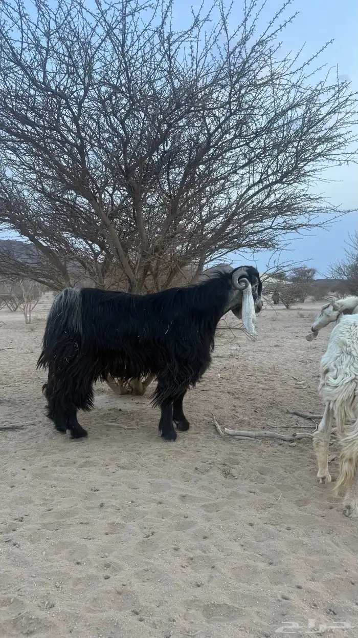 تيس فحل عارضي 4