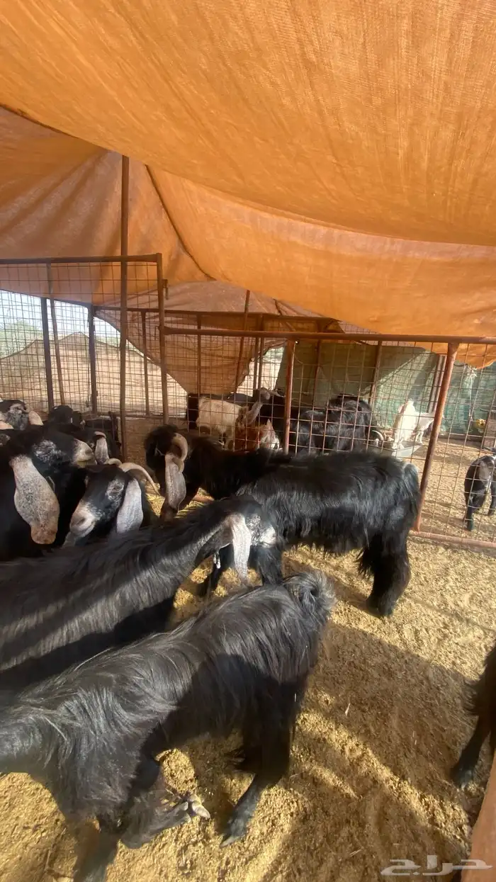 معزا عوارض 6