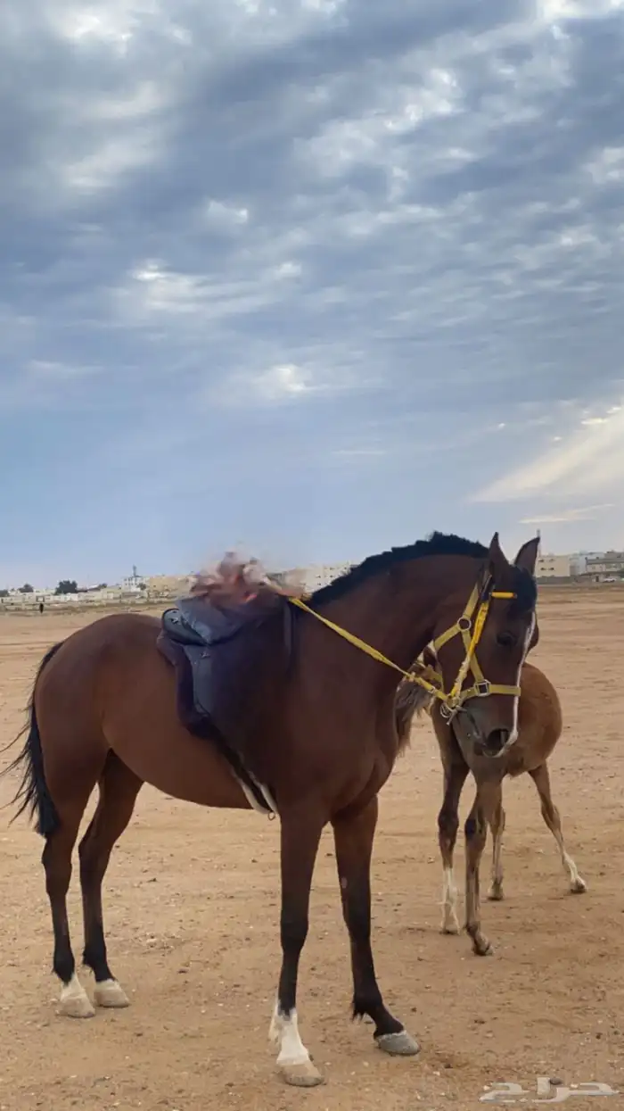 فرس شعبيه شيخه 2