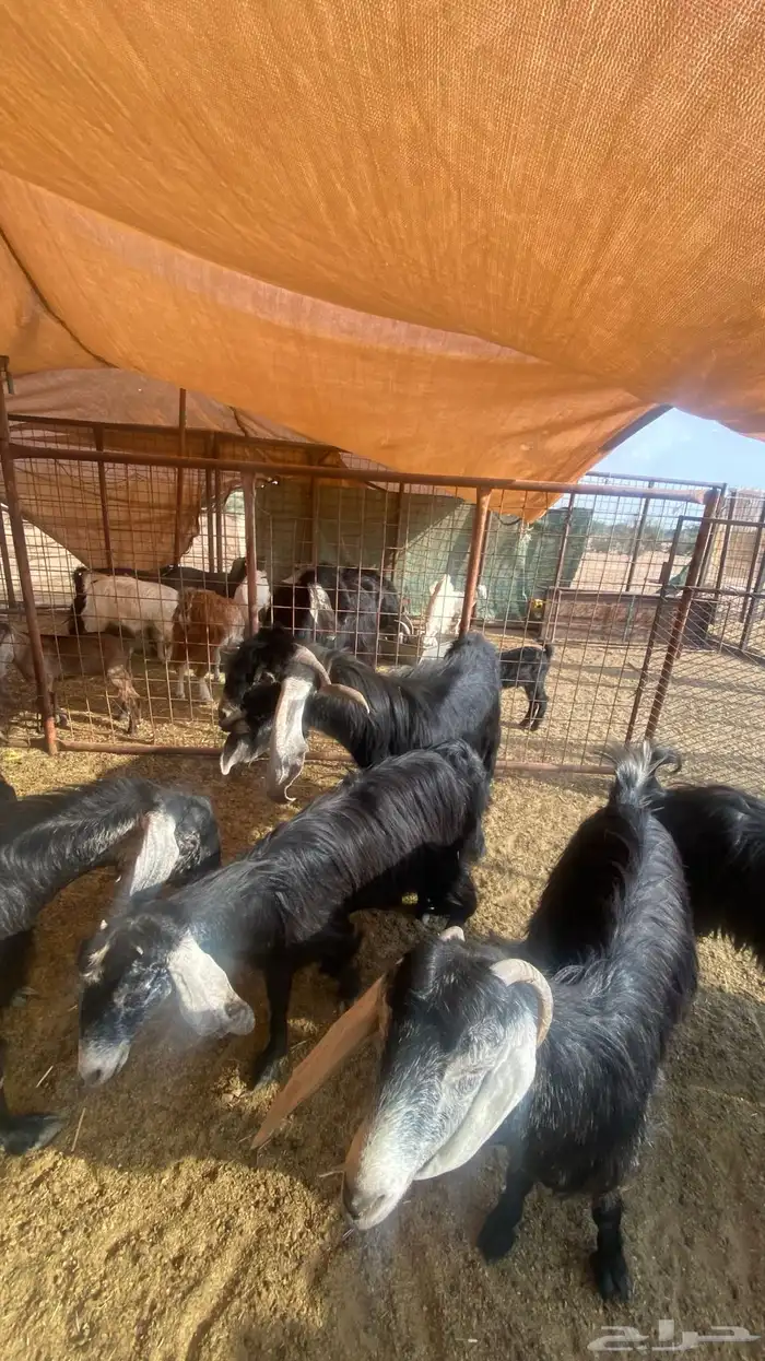 معزا عوارض 1