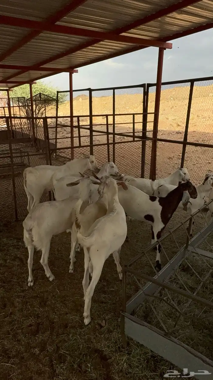 جفار جذع بيشيه 3