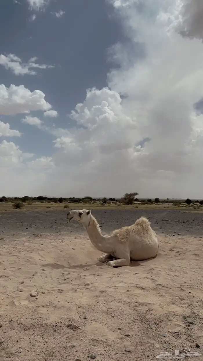 للبيع الناقه العفرا الطيبه المنتج ضروبه 1