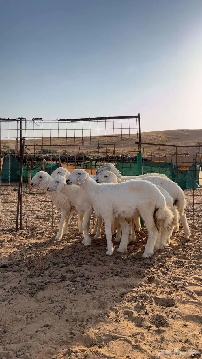 بهم حري شعره وانضاف وطيبات 1