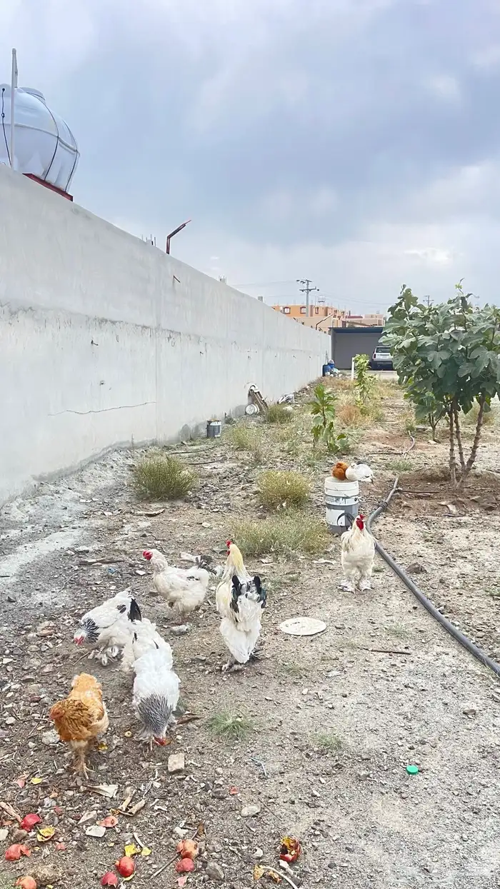دجاج براهما بيور دم صافي عدد 2 ديك 11 دجاجه 3