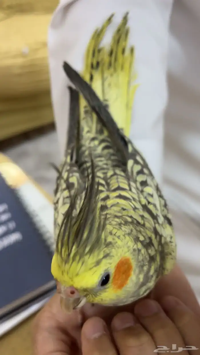 طير كروان 10