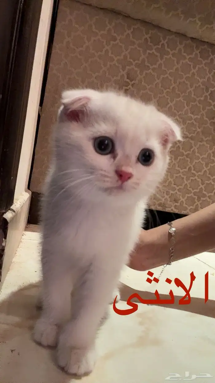 قطط سكوتش فولد للبيع 4