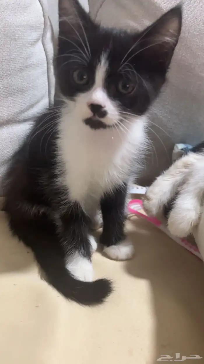 قطط شيرازيه هجين العمر تقريبا  3 شهور وبصحة جيدة ذكر وأنثى 0