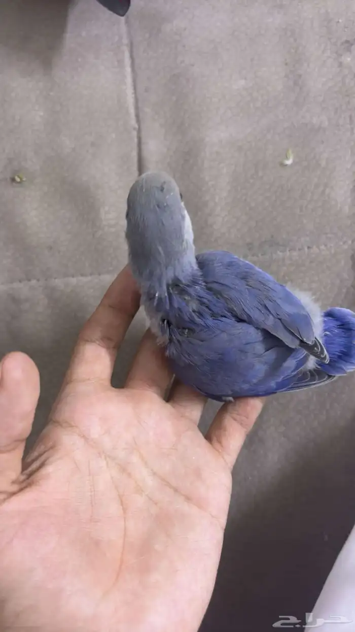طيور للبيع 0