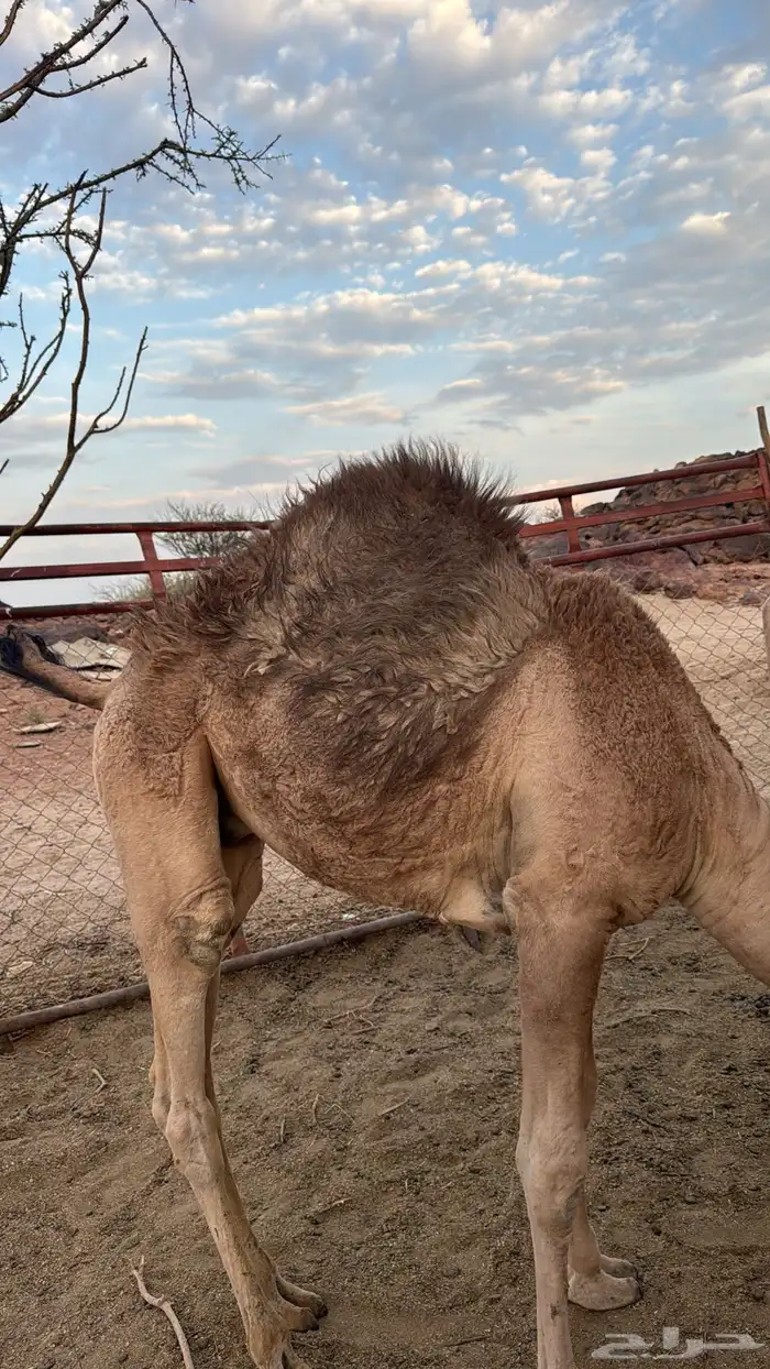 3 قعدان كفوو للبيع 2