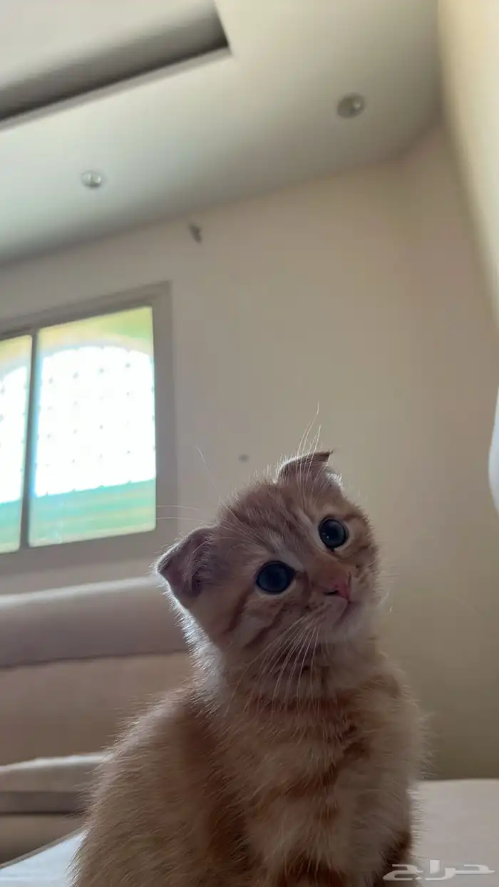 قطو 1
